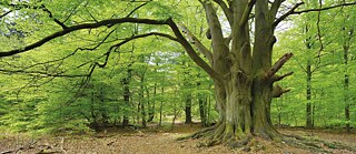 Ausschnitt eines großen Laubbaumes im Wald mit vielen Ästen.