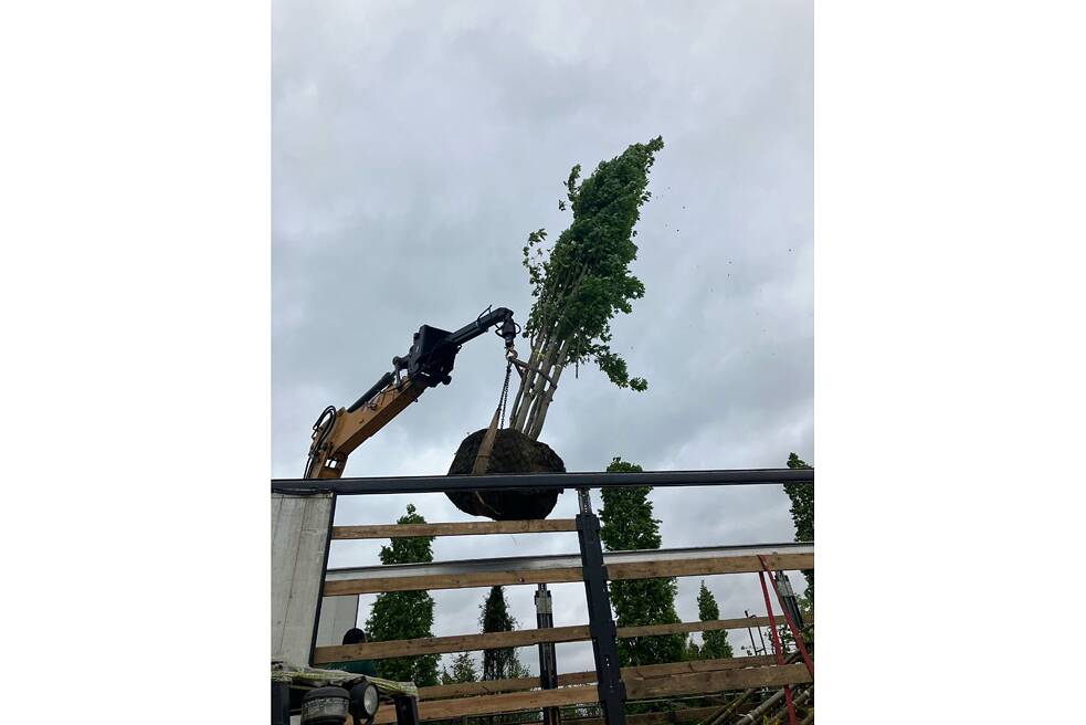 V Zahradě života se vysazují stromy neobvyklé pro Ukrajinu. Byly zaslány dárci z Nizozemska