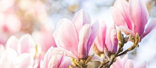 Rosafarbene Magnolienblüten an einem Ast