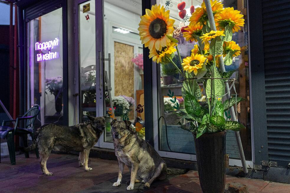 Kvetinárstvo v Kramatorsku s výkladmi rozbitými ostreľovaním a túlavými psami
