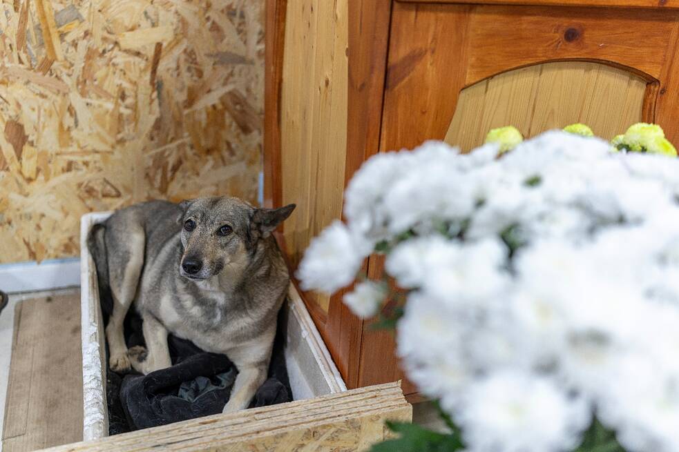 Kvetinárstvo v Kramatorsku s výkladmi rozbitými ostreľovaním a túlavými psami
