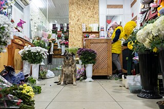 Ein Blumenladen in Kramatorsk mit nach Beschuss vernagelten Schaufenstern