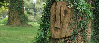 Image of tree in park, tree trunk has face carved into it