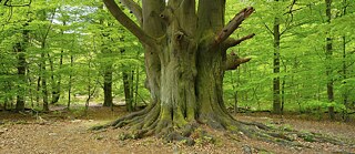 Ein weitverzeigter Baum, der viele hellgrüne Blätter trägt.