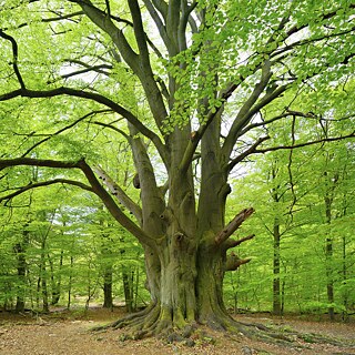 Ein weitverzeigter Baum, der viele hellgrüne Blätter trägt.