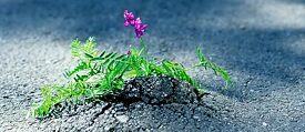 Eine Blume