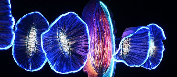 On the Wave of Seeking Maternal Memories Halomei Lin