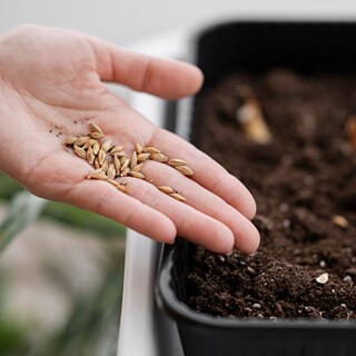 Une main qui sème des graines