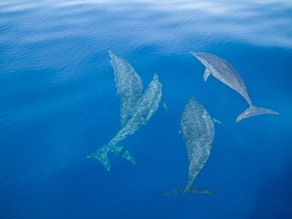 Diving, a bond with the ocean 