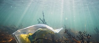 Flaschenpost aus Dresden? Wie sich unser Müll über die Elbe verbreitet