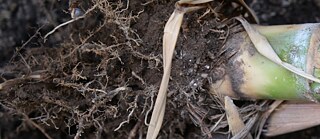 an image of sugarcane with roots