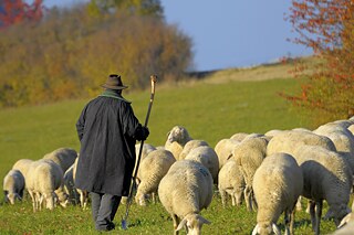 Flocks of sheep and shepherds move across the Swabian Alb
