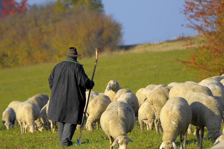 Flocks of sheep and shepherds move across the Swabian Alb