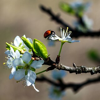 You can see a brown branch with white blossoms hanging from it. A ladybug is sitting on one of the blossoms. The background is blurred.