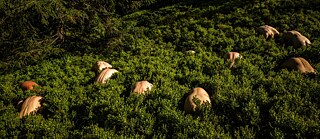 Nacked bodies, visible backs, in nature