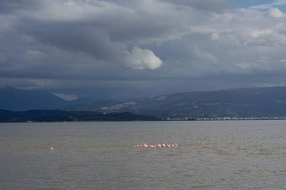 Flamingos in der Narta-Lagune