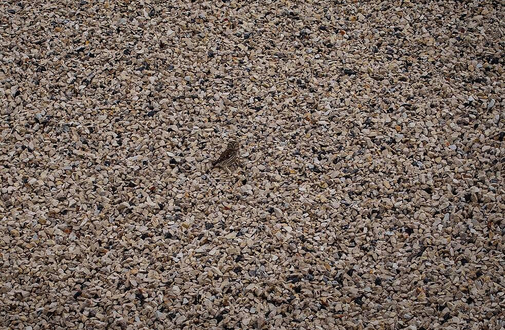 Ein Steinkauz mitten auf dem Flughafengelände