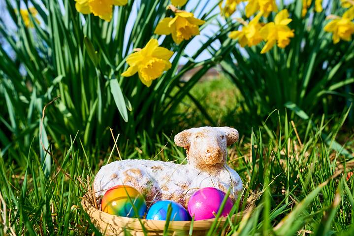 טלה של פסחא בצורת עוגה עם ביצי פסחא בקן פסחא. ברקע — דשא ונרקיסים צהובים.