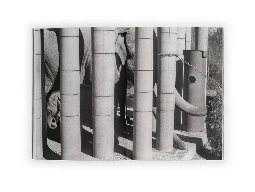 Julia Mejnertsen: photograph from 'HUN', photo book, 2024, ©Julia Mejnertsen