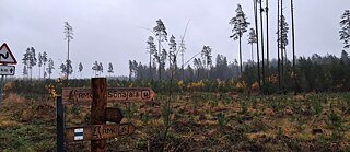 How the ancient forests of the ‘forest people’ are disappearing