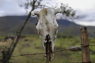 Crânios de bovinos mortos, que pereceram devido à escassez de água na região, foram colocados à beira da estrada em Petorca, no Chile, no dia 23 de junho de 2024, como forma de protesto contra a inércia das autoridades. 