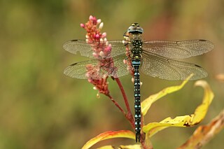 Eine Libelle namens Mosaikjungfer an einer Blüte
