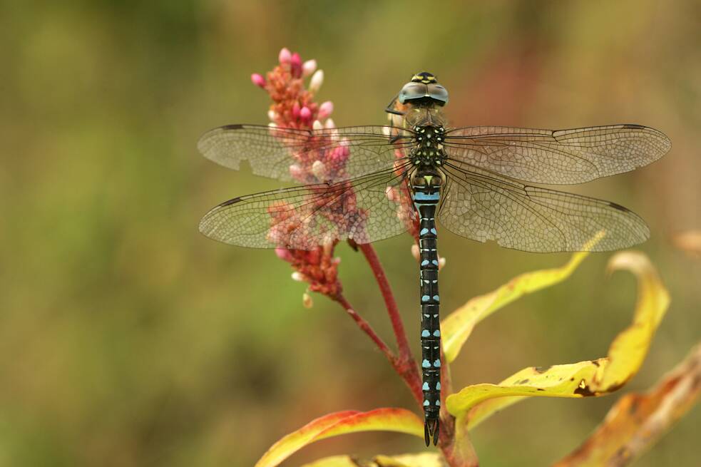 A dragonfly called a mosaic dragonfly on a flower