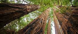 Küstenmammutbäume im Redwood-Nationalpark, Kalifornien, USA