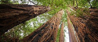 Küstenmammutbäume im Redwood-Nationalpark, Kalifornien, USA