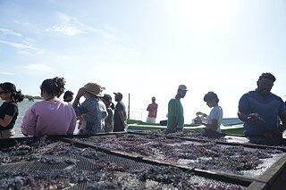Harvested seaweed (Kappaphycus) drying in the sun 