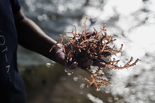 Brown Kappaphycus