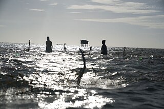 Couple monitoring their seaweed cultivation patch in the shallow ocean