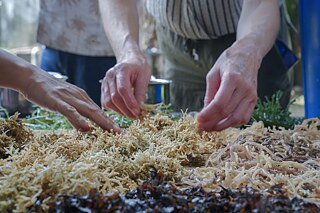 Dying seaweed fibers