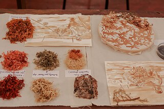 Dyed seaweed and drawings by Krishnapriya
