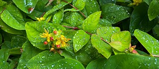 Großfrüchtiges Johanniskraut (Hypericum androsaemum)