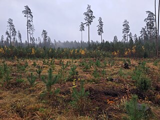Auf dem Weg zum Naturschutzgebiet Valgesoo. Das Mosaik der Waldweidewirtschaft prägt das Landschaftsbild entlang der Wege durch Estland (einschließlich der Wanderwege). 