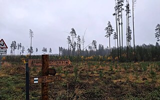 Auf dem Weg zum Naturschutzgebiet Valgesoo. Ein Mosaik aus Waldweiden prägt die Landschaft entlang der Straßen Estlands (einschließlich der Wanderwege).