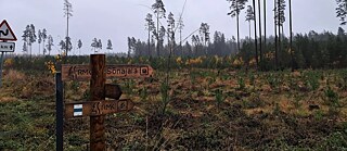 Auf dem Weg zum Naturschutzgebiet Valgesoo. Ein Mosaik aus Waldweiden prägt die Landschaft entlang der Straßen Estlands (einschließlich der Wanderwege).