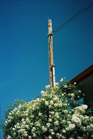 Blühende Rosen im Maisdorf