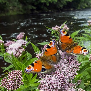 Schmetterlinge auf Blumen an einem Bach
