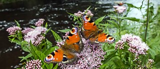 Schmetterlinge auf Blumen an einem Bach
