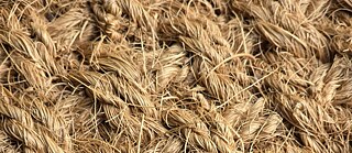 Jute