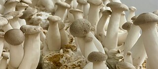 Mycellium