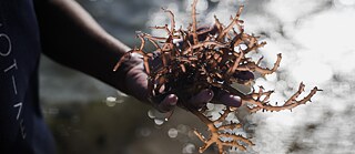Seaweed