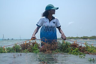 Field visit to Vallaipadu. Mary Abisha showing seaweed lines, usually submerged below the surface.