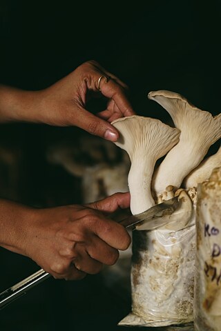 Shroomery