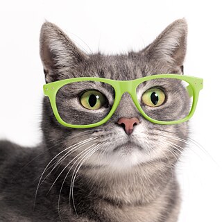 Eine Katze mit einer Brille mit grünem Rahmen.