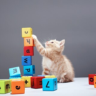 Ein Kätzchen neben bunten Würfeln mit Buchstaben des Alphabets.
