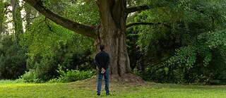 Ein Mann steht mit dem Rücken zu uns und blickt auf einen gigantischen Baum