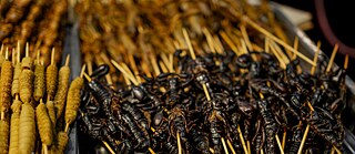 Fried to eat insects